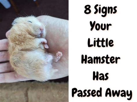 Is My Hamster Dead 8 Signs Your Hamster Has Passed Away The Pet Savvy