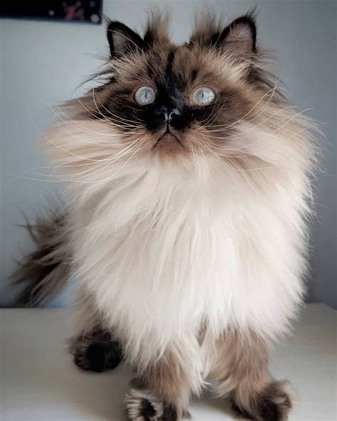RowanOak — cuteness-overload: My cat Tiberius is so...