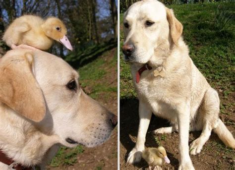 15 Unlikely But Heartwarming Animal Duos