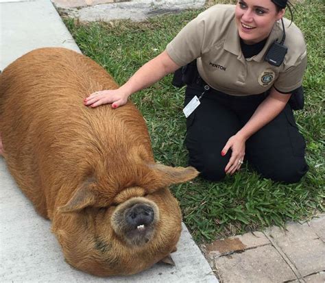 Look At This Big Ass Hairy Pig Orlando Orlando Weekly