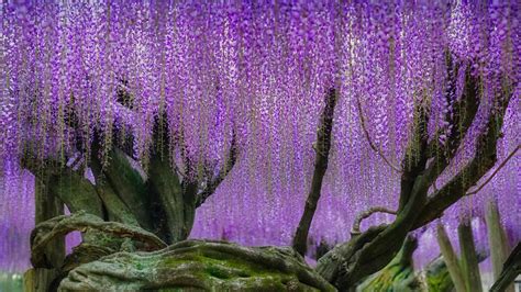 Wisteria Blooms At Kawachi Fuji Garden In Kitakyushu Japan Steve Tan