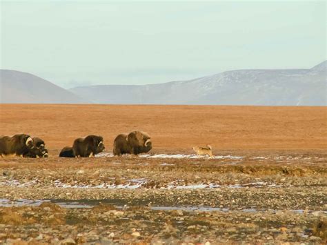 5 Little Known Facts About Wrangel Island Russia Aurora Expeditions™