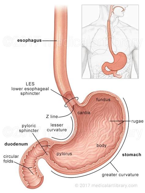 License Image Areas Of The Stomach Depicted Are The Cardia Fundus