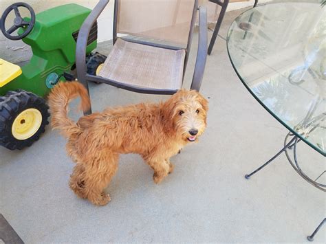 Unfollow goldendoodle puppies to stop getting updates on your ebay feed. Goldendoodle Puppies For Sale | Menifee, CA #256178