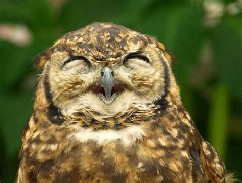 Cute Funny Animalz Funny Owl New Nice Photos 2014
