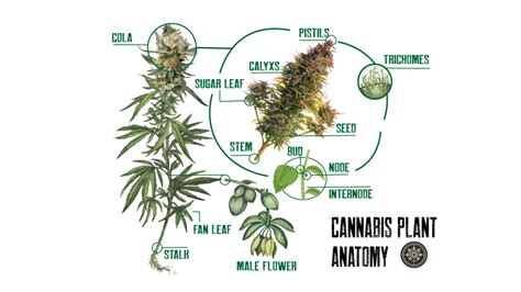 Cannabis Plant Anatomy 101 Due North Cannabis