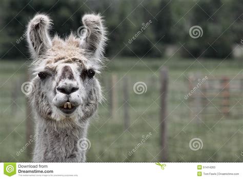 Llama Lamma Ding Stock Image Image Of Farm Mammal Alpaca 51414263