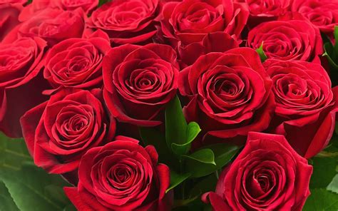 Die 73 Besten Rote Rosen Hintergrundbilder