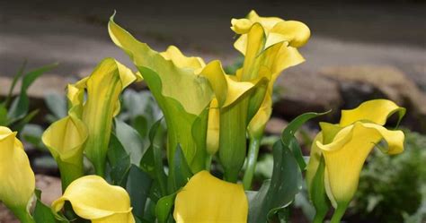 Growing Calla Lily In Your Garden A Guide To Propagation Planting