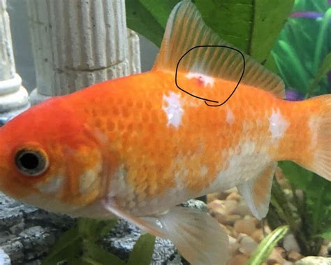 Goldfish Diseases How To Tell If Your Goldfish Is Sick Uk Pets