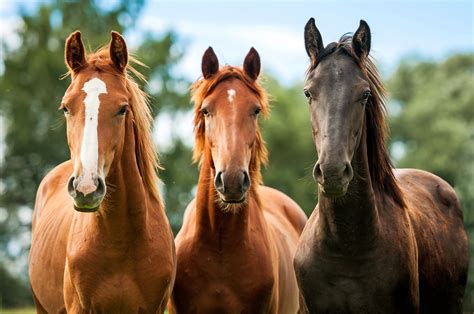 Horses Three 3 Animals Wallpapers Wallpapers Hd Desktop And
