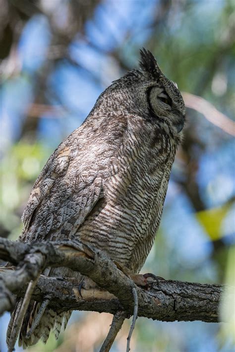 Great Horned Owl Bubo Virginianus 20200515 Jcb0493 Ev Flickr