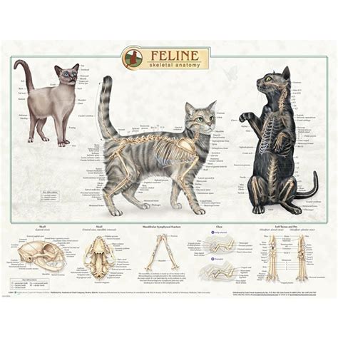 Humans have 206, but the cat has 230 (some cites list 245 the cat's clavicle, or collarbone, does not connect with other bones but is buried in the muscles of the. Feline Skeletal Anatomy Laminated Chart 92530 | Cat ...