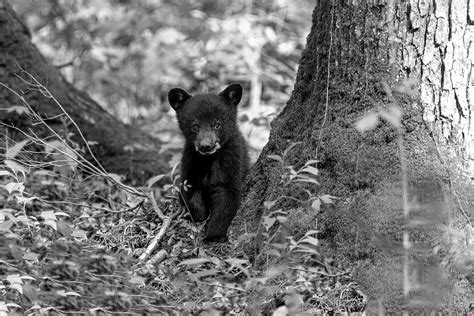 black bear cub among the trees in the forest bw photograph by dan friend pixels