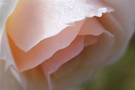 Morning Dew Peach Rose Flower Photograph By Jennie Marie Schell Fine