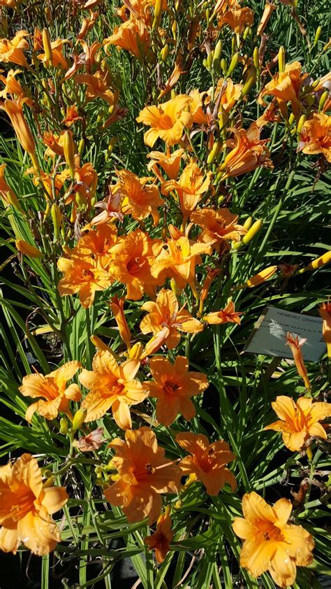 It was considered a sacred plant by the greeks. Orange Daylily | Day lilies, Zone 4 perennials, Perennials