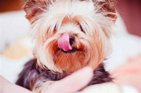 Un'alimentazione sbagliata può provocare debolezza, tremori muscolari, convulsioni, letargo, ipoglicemia. Quanto deve mangiare un cane di piccola taglia? Tabella ...