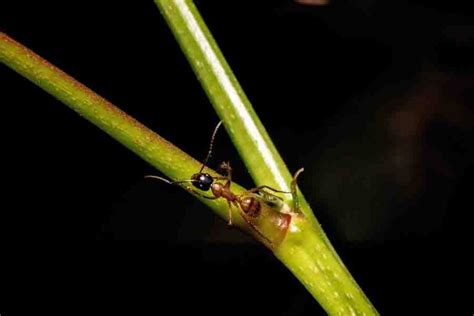 Honey Ants Honeypot Ants 9 Intereseting Facts