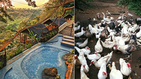 10 Farm Resorts Around The Philippines Spotph