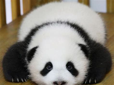 Which Cute Fluffy Animal Are You Panda Bear Fluffy Animals Baby