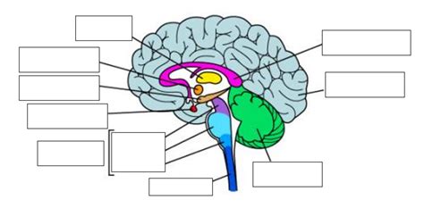 Brain Labels Part 1 Diagram Quizlet