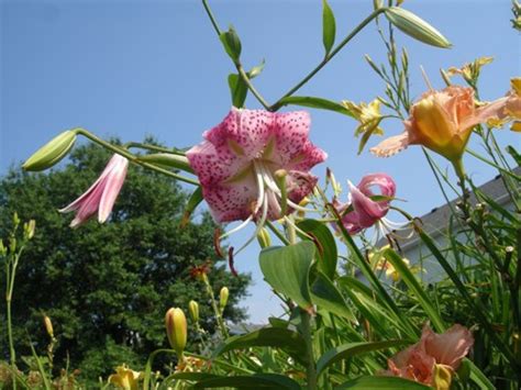 Lilium Speciosum Rubrum Uchida Southwestern Indiana Master Gardener