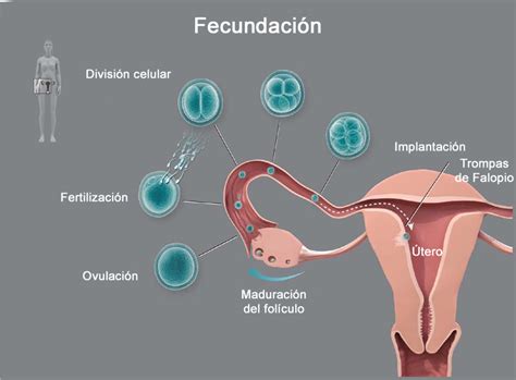 Hormonas Infertilidad Y Reproducci N Asistida