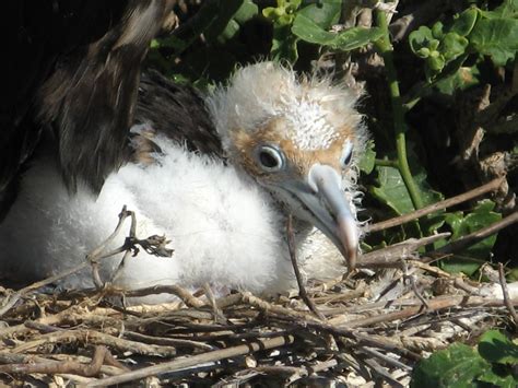 Baby Frigate Bird Ros Gomes Flickr
