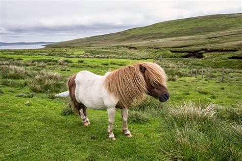 Shetland Ponies Scotlands Work Horses Britain All Over Travel Guide