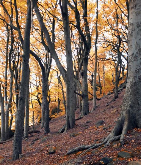 Ancint Woodland In Autumn With Golden Colours On Tall Beech Tree Stock
