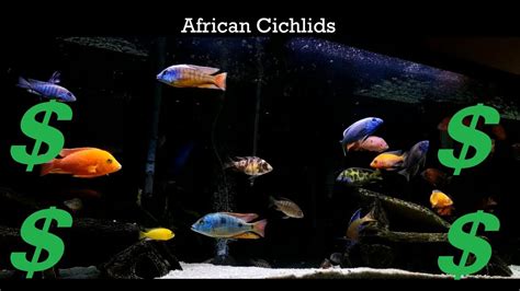 Follow our comprehensive guide to learn everything about breeding and caring for convict cichlids. African Cichlid Breeding for Profit - What has worked for ...