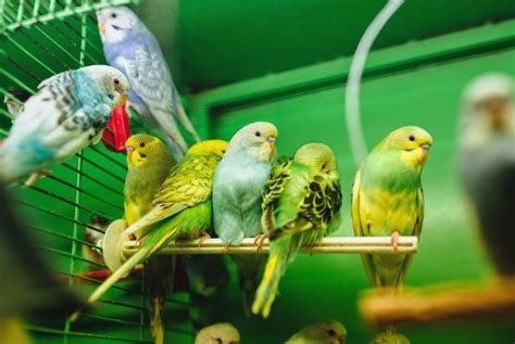 The Playful And Personable Parakeet Critter Culture