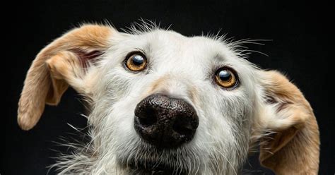 U braktisën Historia e qenve të gjuetisë së Spanjës përmes