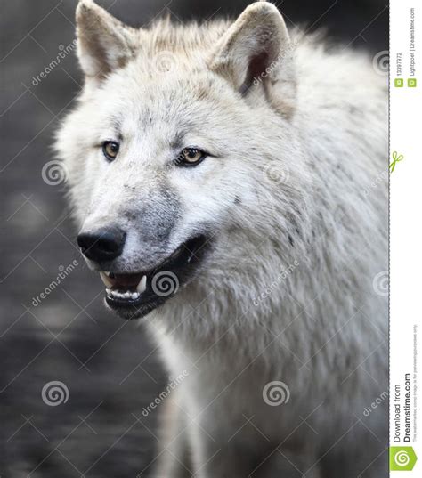 Arctic Wolf Canis Lupus Arctos Stock Photography Image