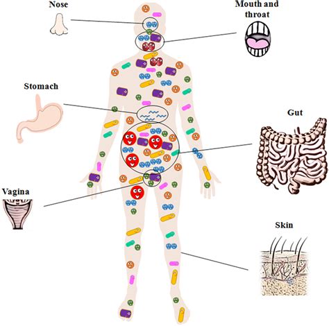 We Are Never Alone Living With The Human Microbiota Frontiers For