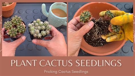 Lets Repot Cactus Seedlings How To Repot A Cactus Seedling
