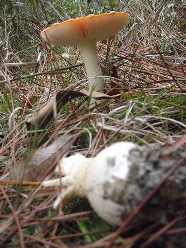 Orange Mushroom Canopy Roads Of South Georgia