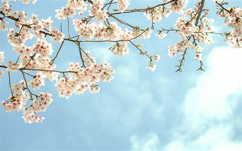White Cherry Blossom Tree The Sky Flowers Branches Tree Flowering