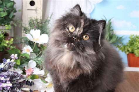 At the outset, persian cats were developed by british people. Tortoiseshell Persian KittensUltra Rare Persian Kittens ...