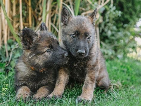 6 Week Old German Shepherd A Guide For New Puppy Parents