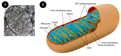 The mitochondria, for instance, provides our cells with the necessary amount of energy compounds needed to perform their various. 2.8: Ribosomes and Mitochondria - Biology LibreTexts