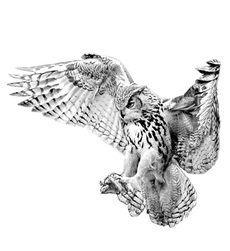 Owl Tattoo Drawings Owls Drawing Bird Drawings Calf Tattoo Wings