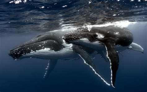 Hd Wallpaper Whale Underwater Humpback Whale Animals Sea Animal