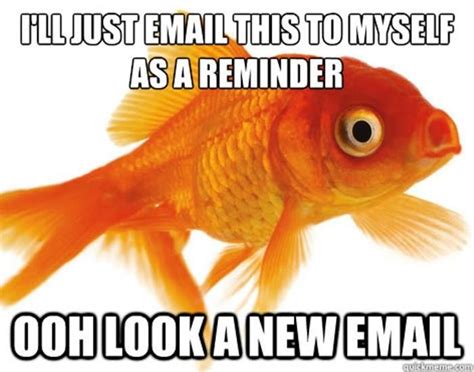 50 Fish Memes That Will Have You Reeling With Laughter Always Pets