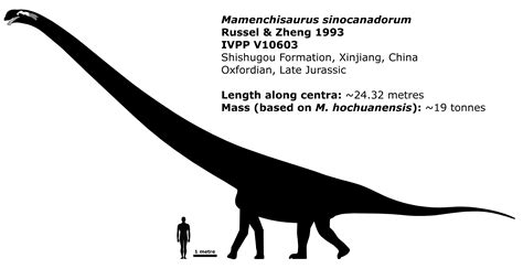 Identificaron Fósiles De Un Dinosaurio Con El Cuello Más Largo Jamás Descubierto Infobae
