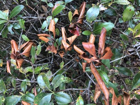Keep An Eye On Your Indian Hawthorn Gardening In The Panhandle