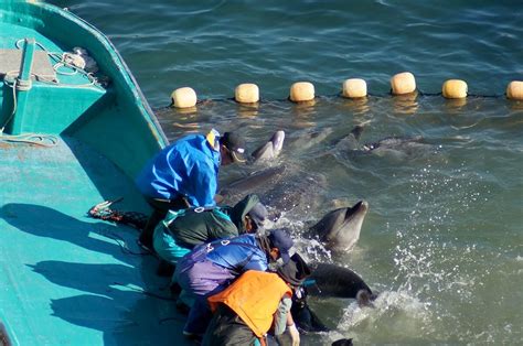 Are You Funding The Taiji Dolphin Slaughter Discover Out Daily News