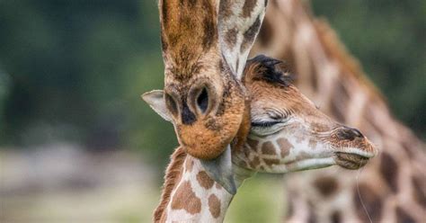 Endangered Rothschilds Giraffe Born At Woburn Safari Park