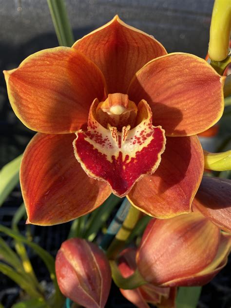 Santy Orchids Top Quality Cymbidiums