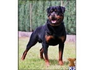 Looking for a puppy or dog in indiana? Rottweiler Puppies in Indiana